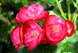 G`I[ExSjA(Begonia Xhiemalis) 2005/12/29 HZ^[