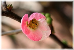 {P(Xі؉Z) 2008/12/13 咬
