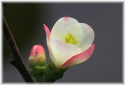 {P(Xі؉Z) 2008/12/13 咬