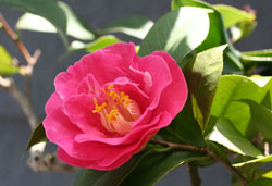 (CAMERIA) 2006/04/25@