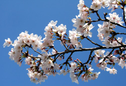 \CVm(g) 2006/04/07@}