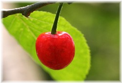 TN{() 2008/5/17 ޗǏqwwZ