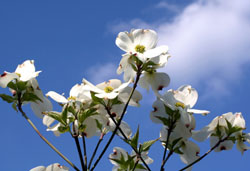 Ԑ(Dogwood) 2006/05/04@ ޗǎsʐ^p