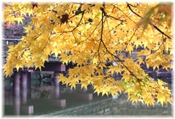 JGf 2008/11/16 