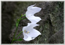 LLE(j[) 2008/6/26 