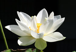 nX(@) 2007/8/12 ޗǒ\։@