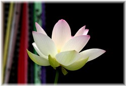 nX(@) 2008/7/4 