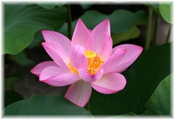 nX(@) 2008/7/12 \։@