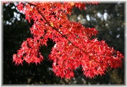 JGf 2007/11/24 厛
