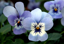 pW[(OF俁FViolet Tricolor) 2005/12/08 