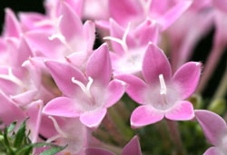 y^X(RO) 2006/10/5@