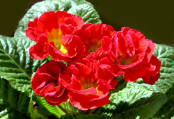 vE|ATX(Primula Polyanthus) 2006/02/02@HZ^[