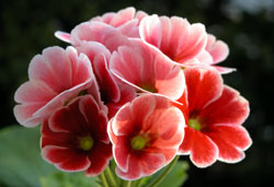 vEIuRjJ(Primula Obconica ֍j 2005/12/25 HZ^[