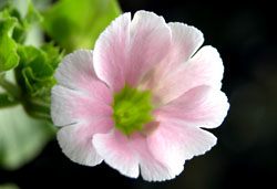 vEIuRjJ(Primula Obconica ֍j 2006/01/13 HZ^[