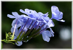 }c(ڗ) 2008/8/18 |