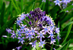 V[(Scilla) 2006/05/14@|