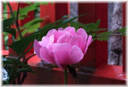 䉖(VNN) 2008/5/10 ޗǒ_
