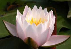@(Water Lily) 2006/06/03@X_