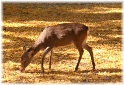 厛 2007/11/24