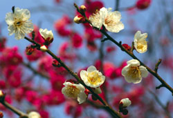 ~ƍg~ 2007/2/8@ޗǏq啍wZ