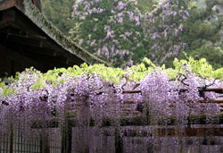 (Wisteria) 2006/05/07@t