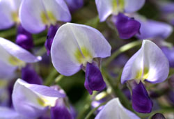 (wisteria) 2007/4/24@g