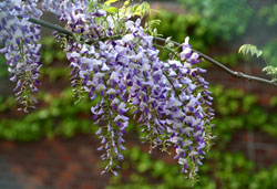 (wisteria) 2007/4/24@g