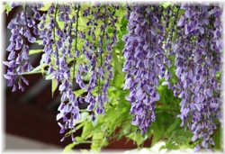 (wisteria) 2008/4/29 ~