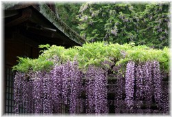 (wisteria) 2008/5/5 t