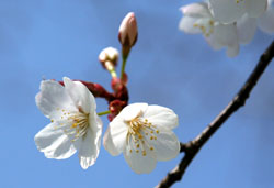 }UN 2007/3/26@wZ